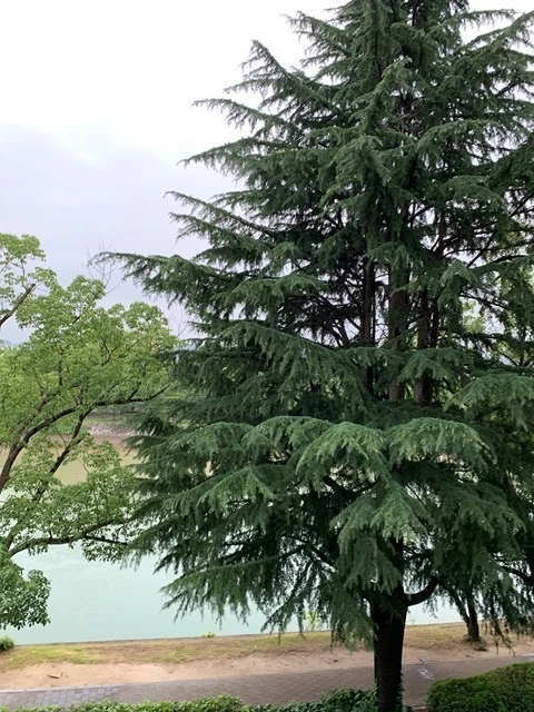 TREE TERRACE 平和公園