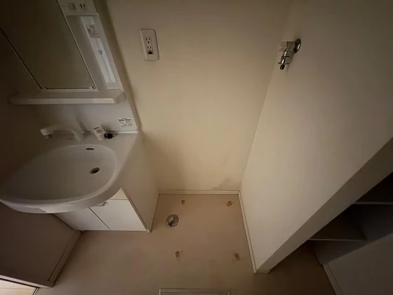 サンセベリア幸