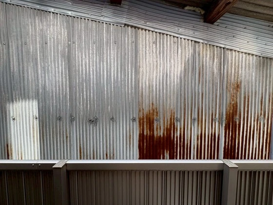 サンセベリア幸