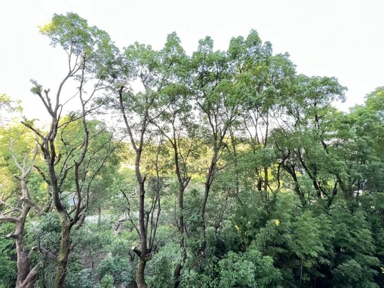 ノーブル縮景園