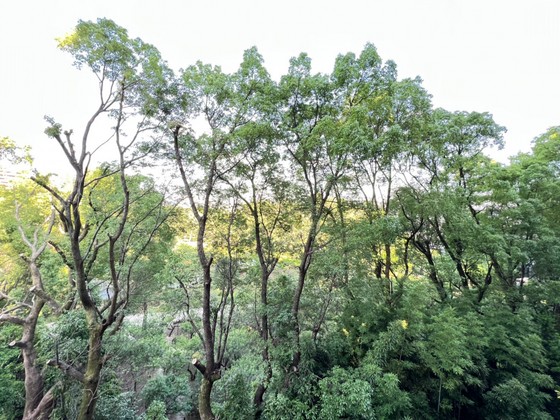 ノーブル縮景園