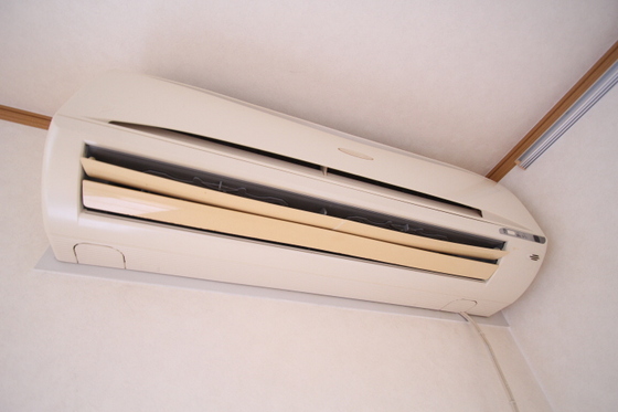 コートカメリア