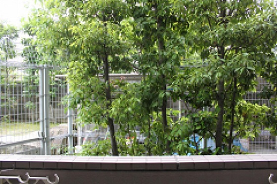 コートカメリア