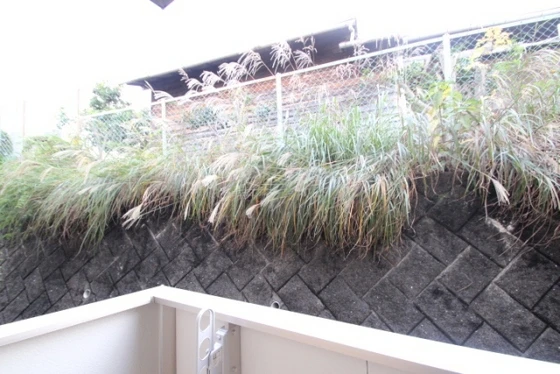 ジョイオレンジ