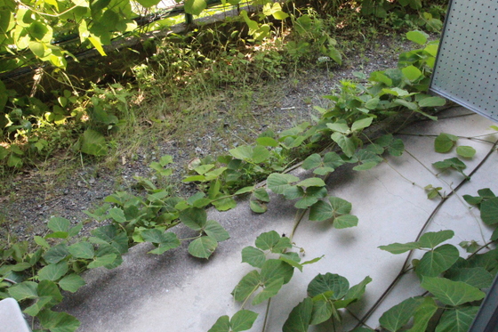 ウェーブレジデンス津島