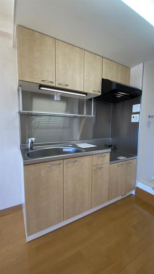 ラホヤハナクマ