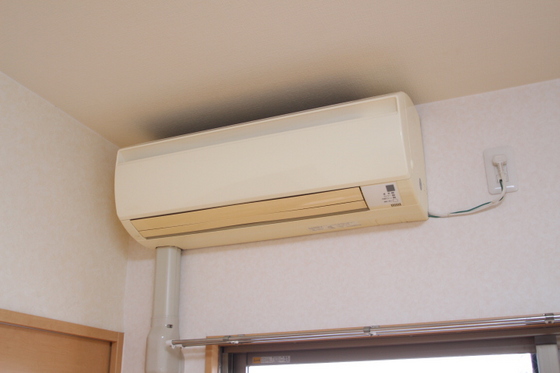 ラホヤハナクマ