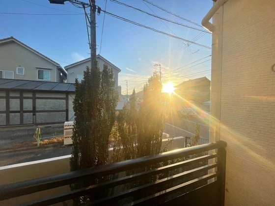 レオネクストミドリソウ