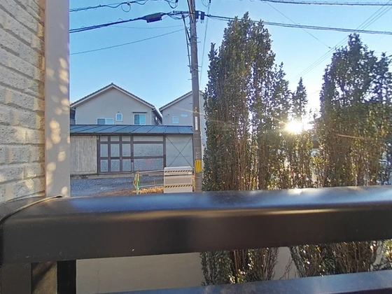 レオネクストミドリソウ