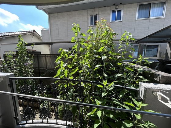 ルーテシア大野