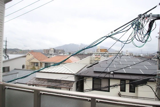 Regalest-Smart Salvia