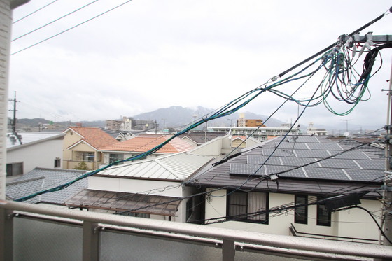 Regalest-Smart Salvia