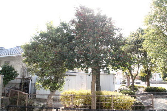 メゾンアヴニ-ル