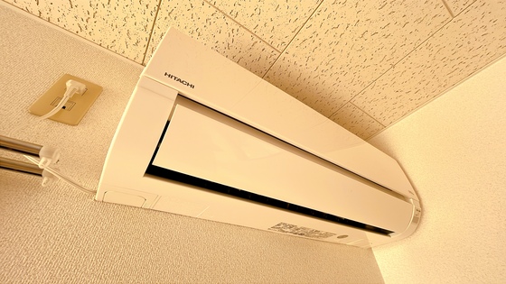 サンフラワー D