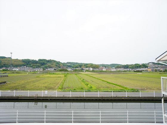 アリビオマキシム A